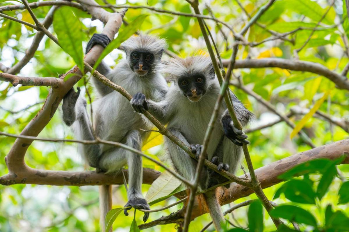 Rare red colobus monkeys in Jozani Forest